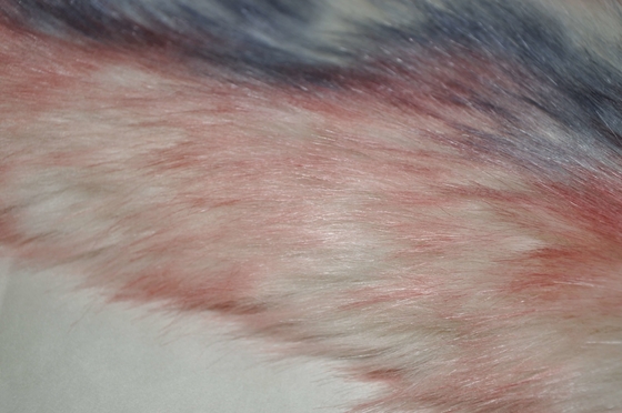 Il Fox falso lungo del tessuto 150cm della pelliccia dei capelli di colori di pendenza tre, fornisce l'ultimi calore e comodità per la decorazione della casa dell'inverno