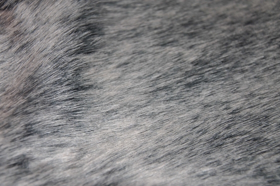 tessuto lungo solido grigio della pelliccia dei capelli, la combinazione perfetta di eleganza e di stile moderno