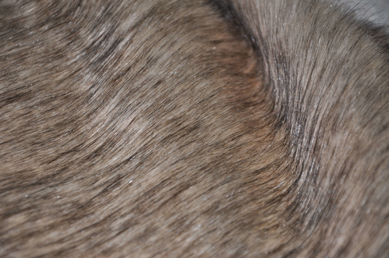 Il Faux lungo di Fox del tessuto 150cm della pelliccia dei capelli di Brown, qualità ha garantito, vi porta l'ultima esperienza di lusso